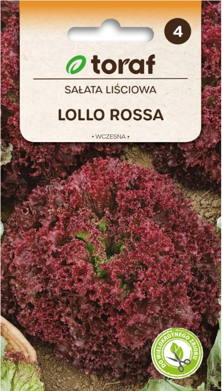 Toraf sałata liściowa Lollo Rossa nasiona 2 sklep rajogrodnika
